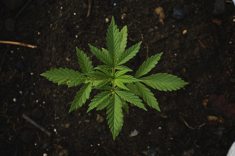 Jeune plant de cannabis sativa
