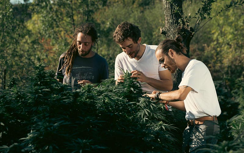 L'équipe de La Fleur Occitane dans son champ de CBD