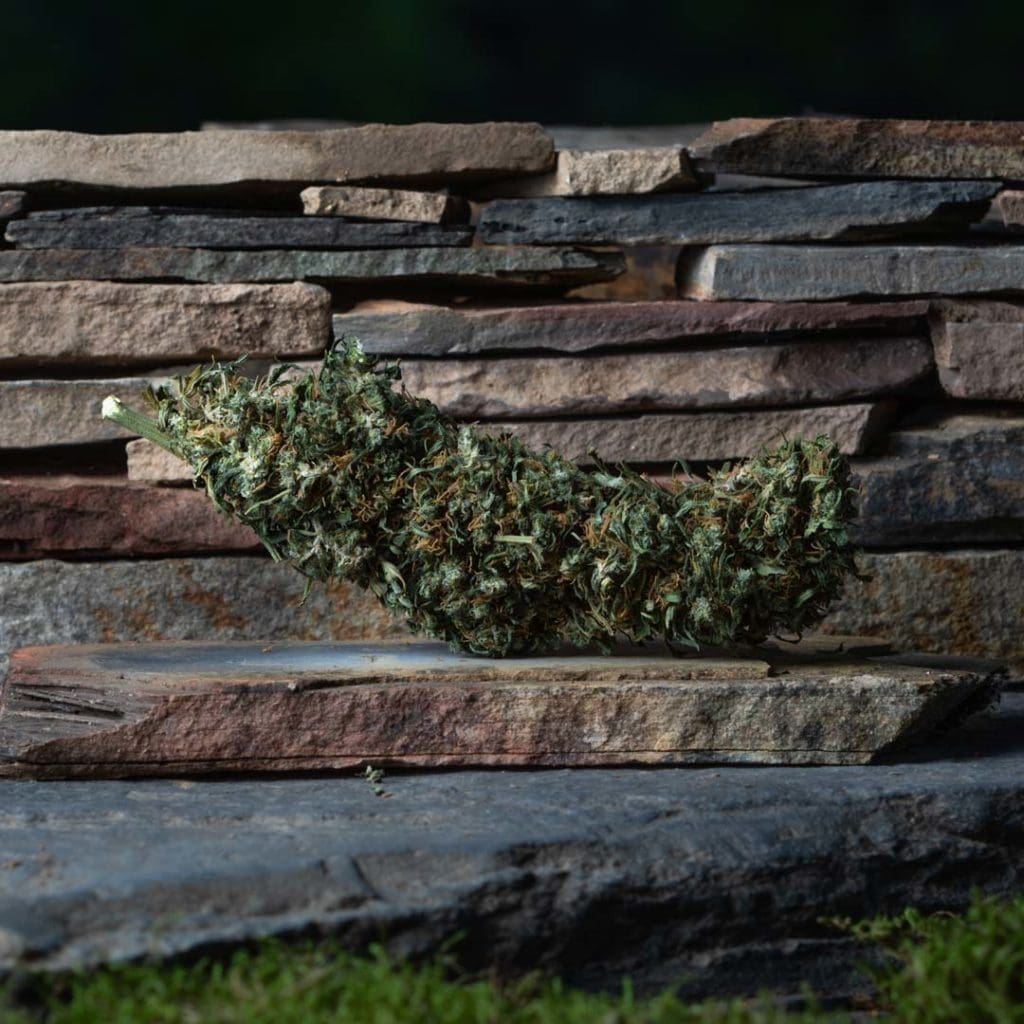 Grosse bud de fleurs de CBD de qualité, devant un mur en pierre sèche, produite par CBD du Midi