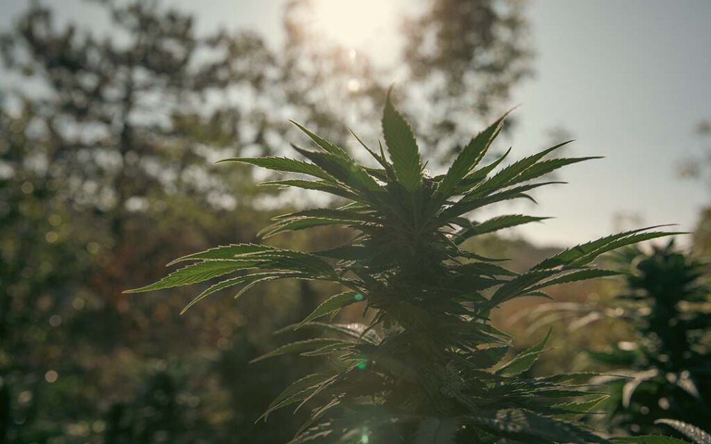 CBD naturel cultivé dans l'Hérault