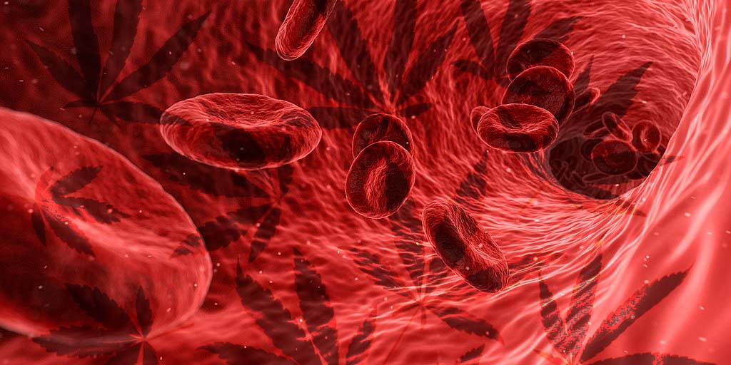 Combien de temps le CBD rest-il dans le sang ? Illustration de globules rouges