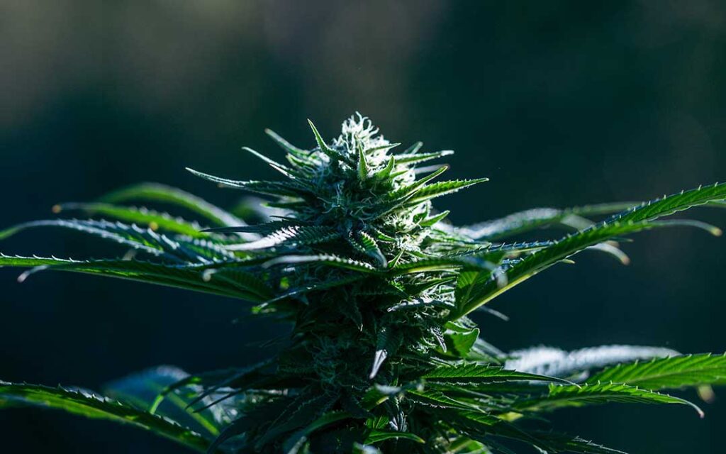 Cannabis sativa en floraison en gros plan. Pied de CBD produit par CBD du Midi