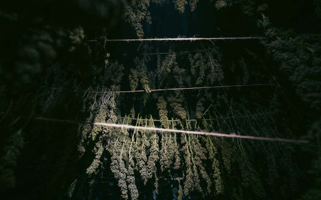 Fleurs de CBD en train de sécher